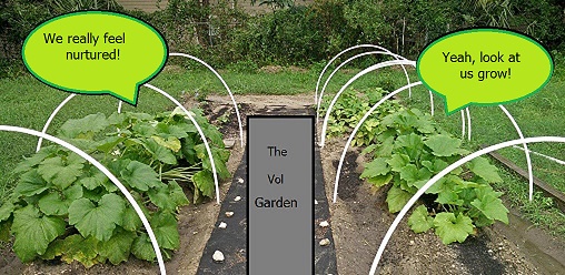 Innovation and Sustainable Volunteering